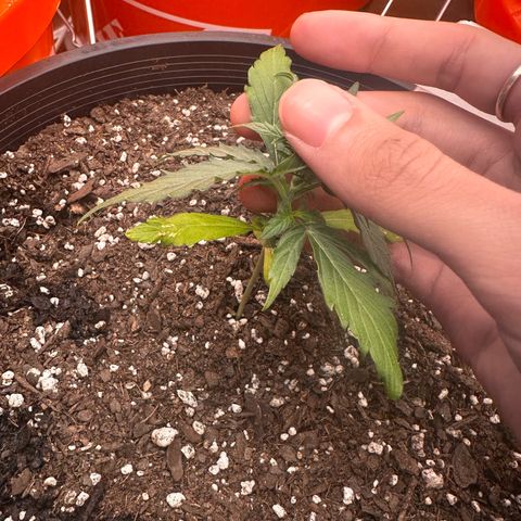 GSC growlog timeline photo