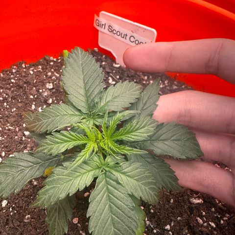GSC growlog timeline photo