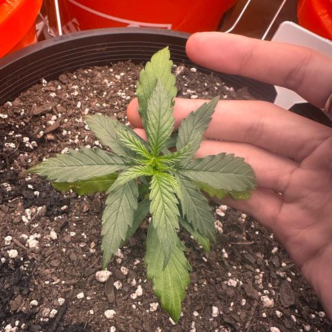 GSC growlog timeline photo