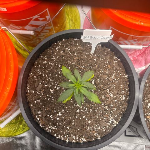 GSC growlog timeline photo