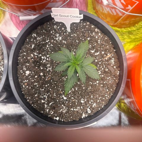 GSC growlog timeline photo