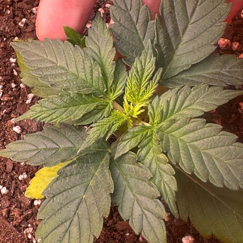GSC growlog timeline photo