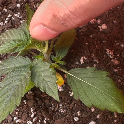 GSC growlog timeline photo
