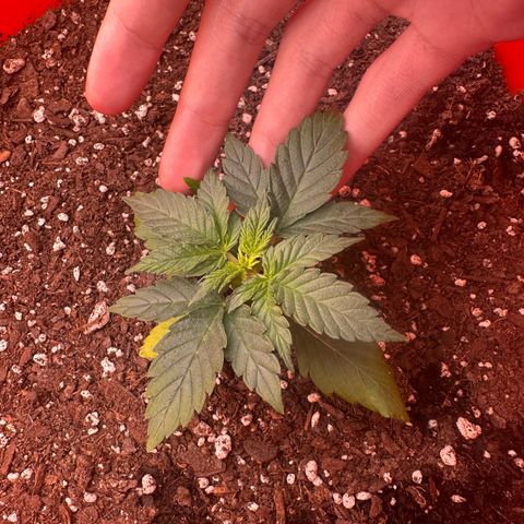 GSC growlog timeline photo