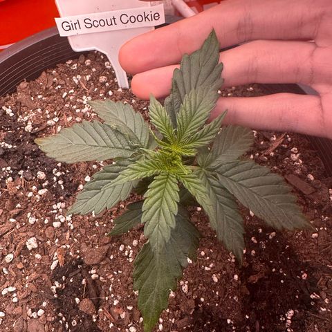 GSC growlog timeline photo