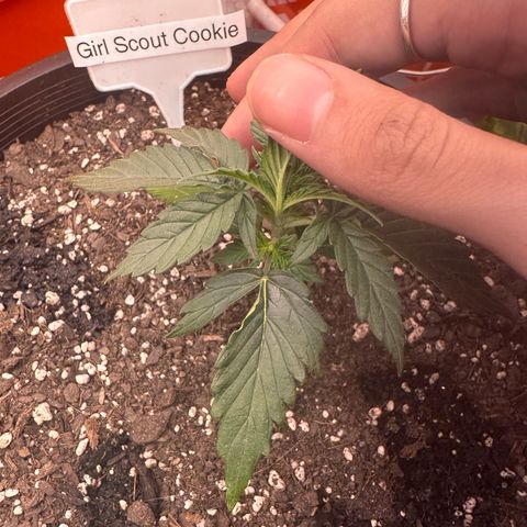 GSC growlog timeline photo