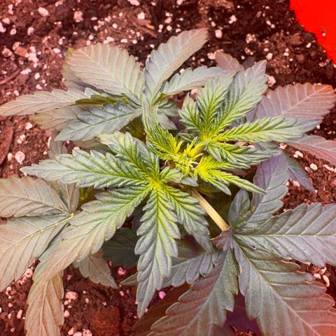 GSC growlog timeline photo