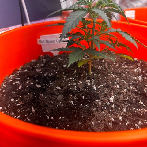 GSC growlog timeline photo