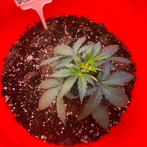 GSC growlog timeline photo
