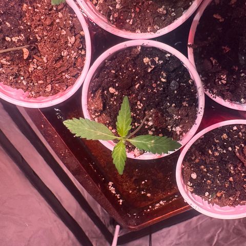 GSC growlog timeline photo