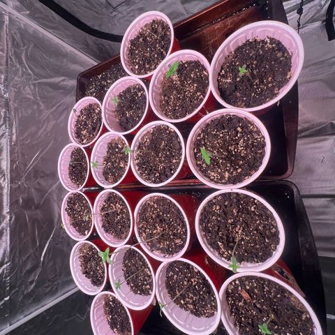 GSC growlog timeline photo