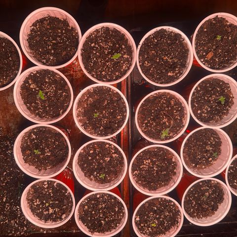 GSC growlog timeline photo