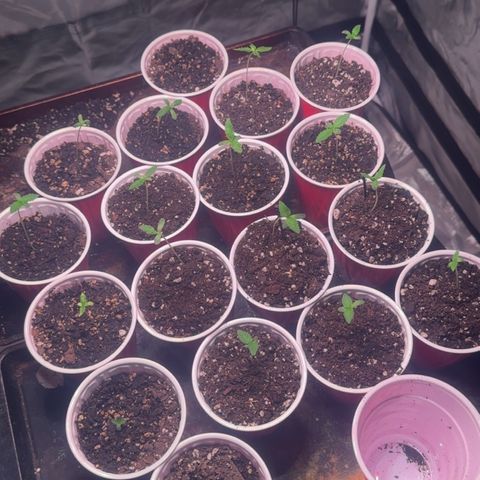 GSC growlog timeline photo