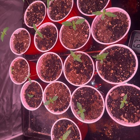 GSC growlog timeline photo