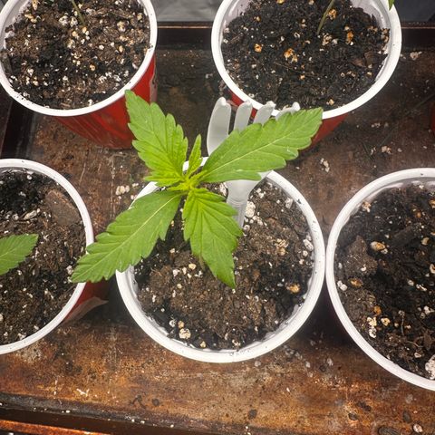 GSC growlog timeline photo