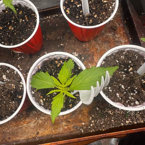 GSC growlog timeline photo