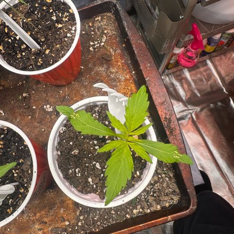 GSC growlog timeline photo