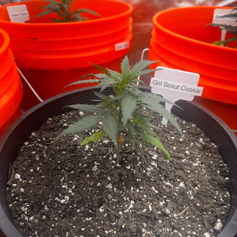 GSC growlog timeline photo
