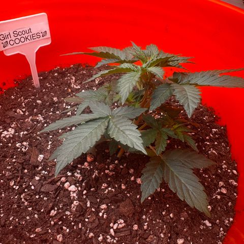 GSC growlog timeline photo