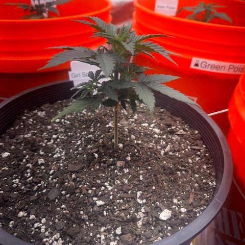 GSC growlog timeline photo