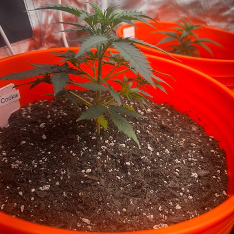 GSC growlog timeline photo
