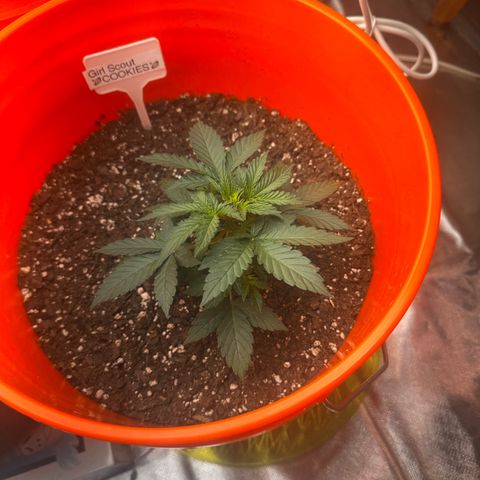 GSC growlog timeline photo