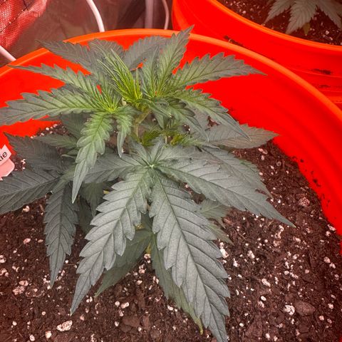 GSC growlog timeline photo