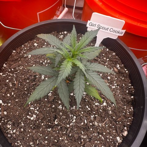 GSC growlog timeline photo