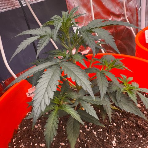 GSC growlog timeline photo
