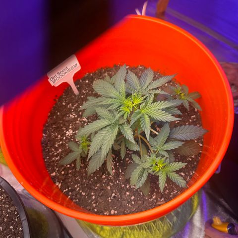 GSC growlog timeline photo