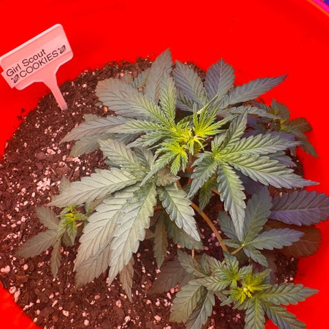 GSC growlog timeline photo