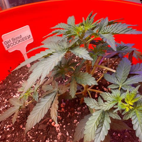 GSC growlog timeline photo