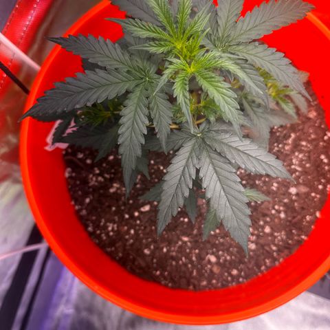 GSC growlog timeline photo