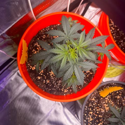 GSC growlog timeline photo