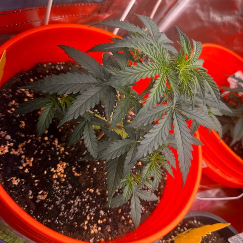 GSC growlog timeline photo