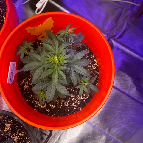 GSC growlog timeline photo