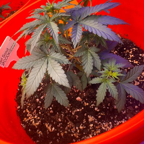 GSC growlog timeline photo
