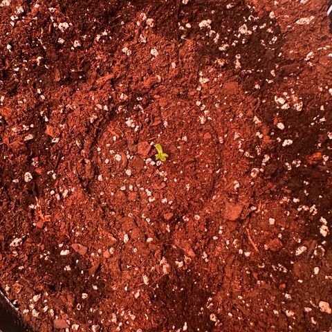 Mephisto’s Wedding  growlog photo: Sprouted thru the soil removed humidity domes