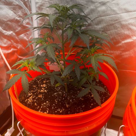 GSC growlog timeline photo