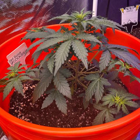 GSC growlog timeline photo