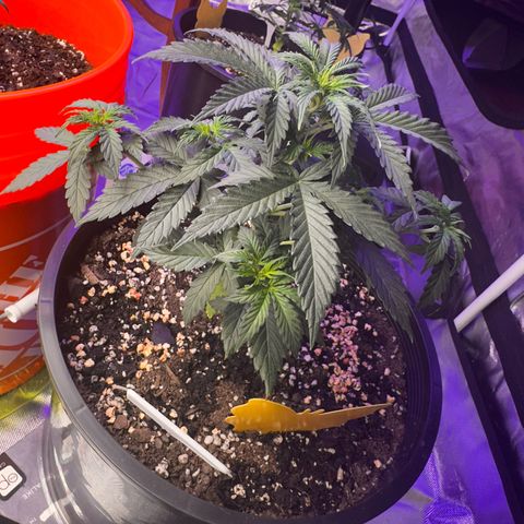 GSC growlog timeline photo