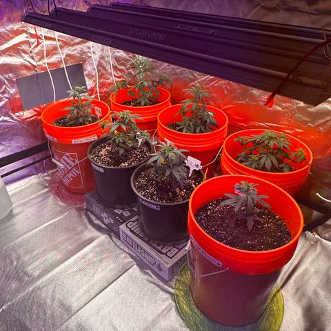 GSC growlog timeline photo