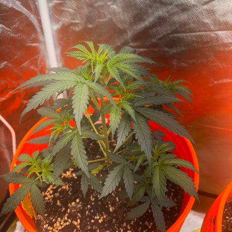 GSC growlog timeline photo