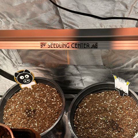 Mephisto’s Wedding  growlog photo: Day 2😆