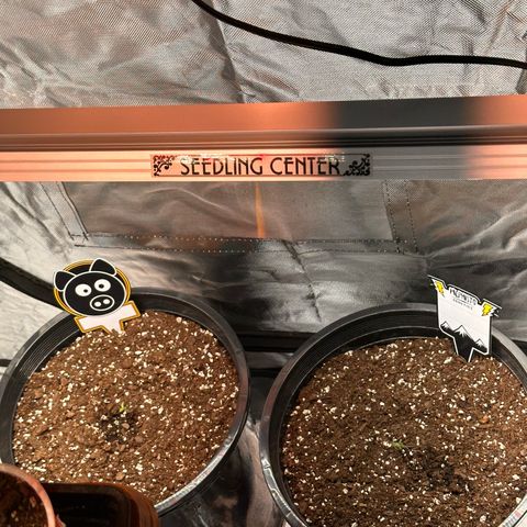 Mephisto’s Wedding  growlog photo: Day 2😆