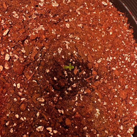 Mephisto’s Wedding  growlog photo: Day 2😆