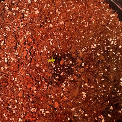 Mephisto’s Wedding  growlog photo: Day 2😆