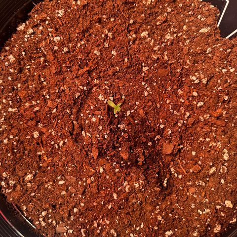 Mephisto’s Wedding  growlog photo: Day 2😆