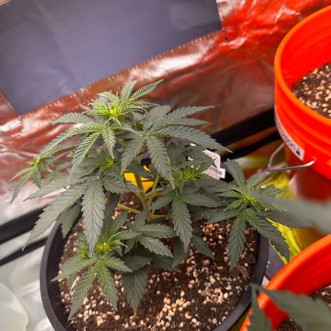 GSC growlog photo: 400W light w two 75W additions 
