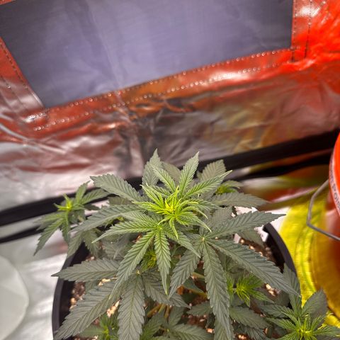 GSC growlog photo: 400W light w two 75W additions 